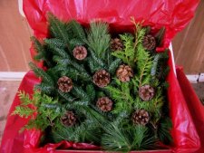 Click this image for a larger version of our Holiday Box of Greens!